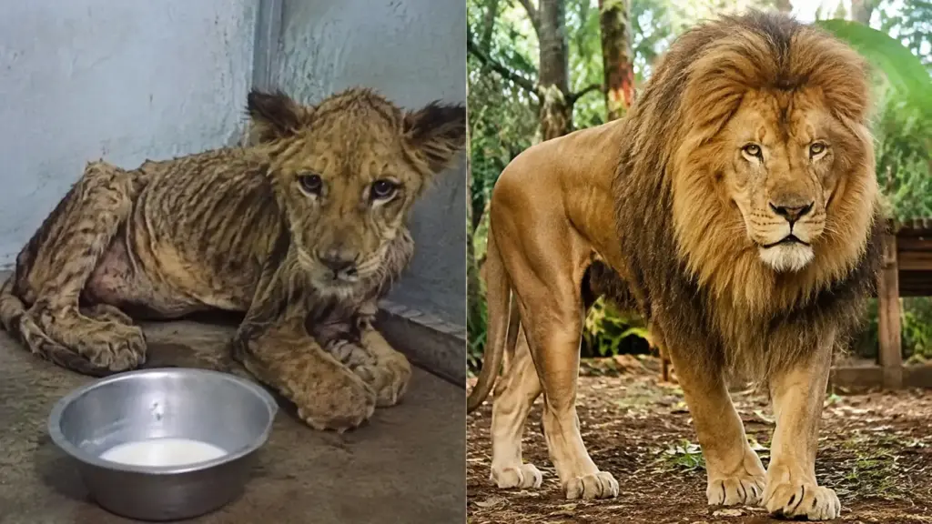 Leão comprado ainda filhote para posar com crianças tem as garras arrancadas, recebe apenas um copo de leite por dia para não crescer e definha com raquitismo e extrema magreza, até ser resgatado no Brasil e se transformar em um gigante de quase 300 kg Leão comprado ainda filhote para posar com crianças tem as garras arrancadas, recebe apenas um copo de leite por dia para não crescer e definha com raquitismo e extrema magreza, até ser resgatado no Brasil e se transformar em um gigante de quase 300 kg