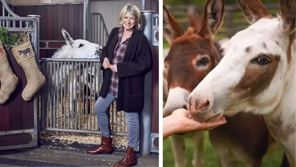 Longe das cozinhas e da televisão, Martha Stewart cuida de uma fazenda onde cerca de 200 galinhas produzem mais de 100 ovos por dia, cavalos frísios ajudam até no sistema de compostagem e burros, perus, gansos e ovelhas completam uma coleção de animais criada ao longo de décadas Longe das cozinhas e da televisão, Martha Stewart cuida de uma fazenda onde cerca de 200 galinhas produzem mais de 100 ovos por dia, cavalos frísios ajudam até no sistema de compostagem e burros, perus, gansos e ovelhas completam uma coleção de animais criada ao longo de décadas