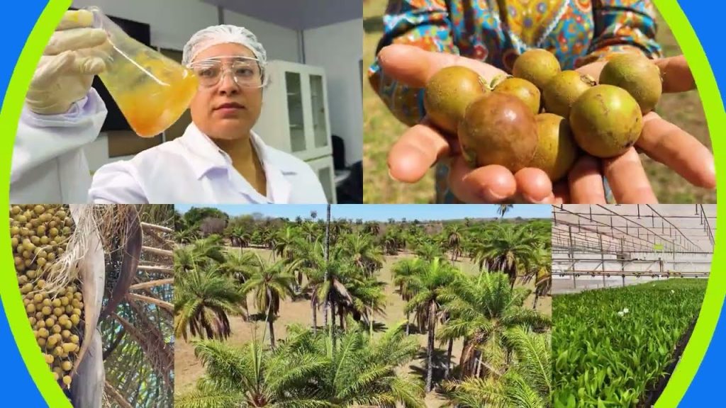 A fruta brasileira que pode movimentar R$ 220 bilhões: macaúba entra na mira de fundo dos Emirados Árabes para produzir 1 bilhão de litros de SAF e diesel verde por ano no Brasil