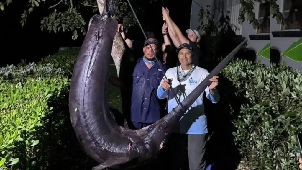 Peixe-espada de 175 kg e 3,35 metros fisga a linha de uma dupla em Belize e inicia uma batalha de 4 horas, salta três vezes, mergulha novamente a mais de 360 metros e, depois de ser finalmente dominado, fica tão grande que não passa pelas portas do barco