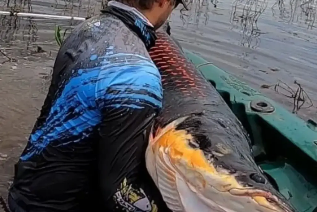 Pescador grava de dentro do caiaque a luta contra um pirarucu de dois metros e 100 quilos nas águas da cheia do rio Madeira, e o vídeo do braço de ferro entre homem e gigante passa de 1 milhão de visualizações