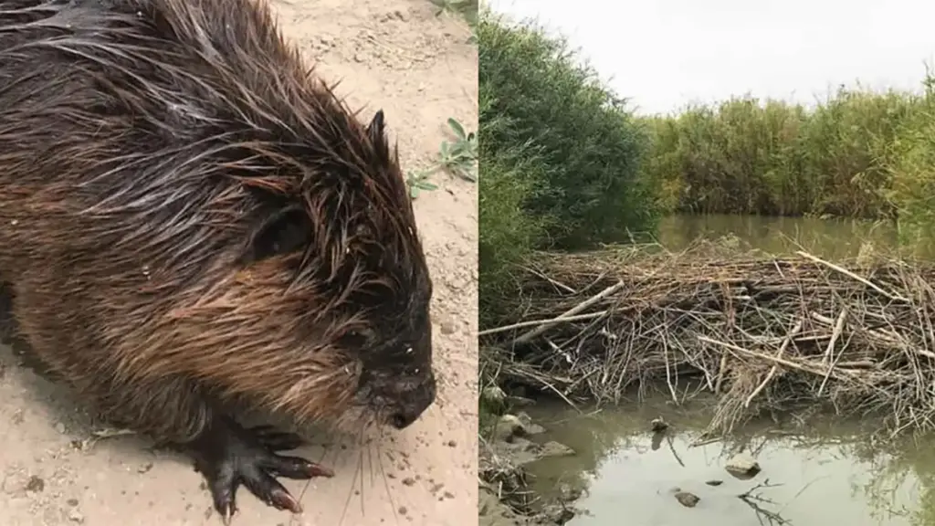 Pesquisadores retiram 47 castores considerados “problemáticos” de áreas urbanas e agrícolas de Utah e os levam para regiões áridas, onde suas barragens ajudam a reter água, criar lagoas e recuperar riachos; anos depois, projeto cresce para cerca de 60 animais realocados por ano e ecossistemas começam a prosperar