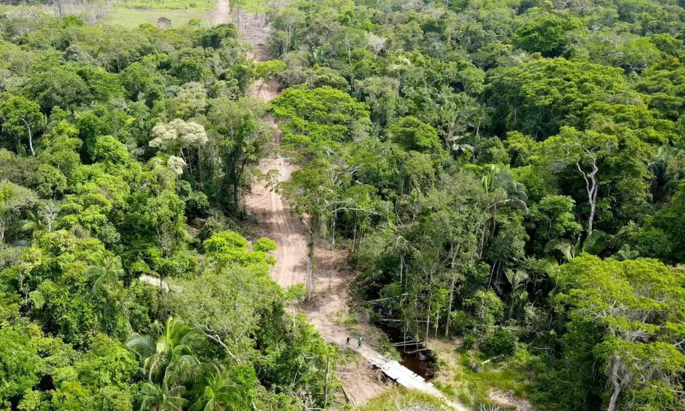 Inquérito amplia apuração sobre retirada de madeira e abertura de ramal no interior do Acre Inquérito amplia apuração sobre retirada de madeira e abertura de ramal no interior do Acre