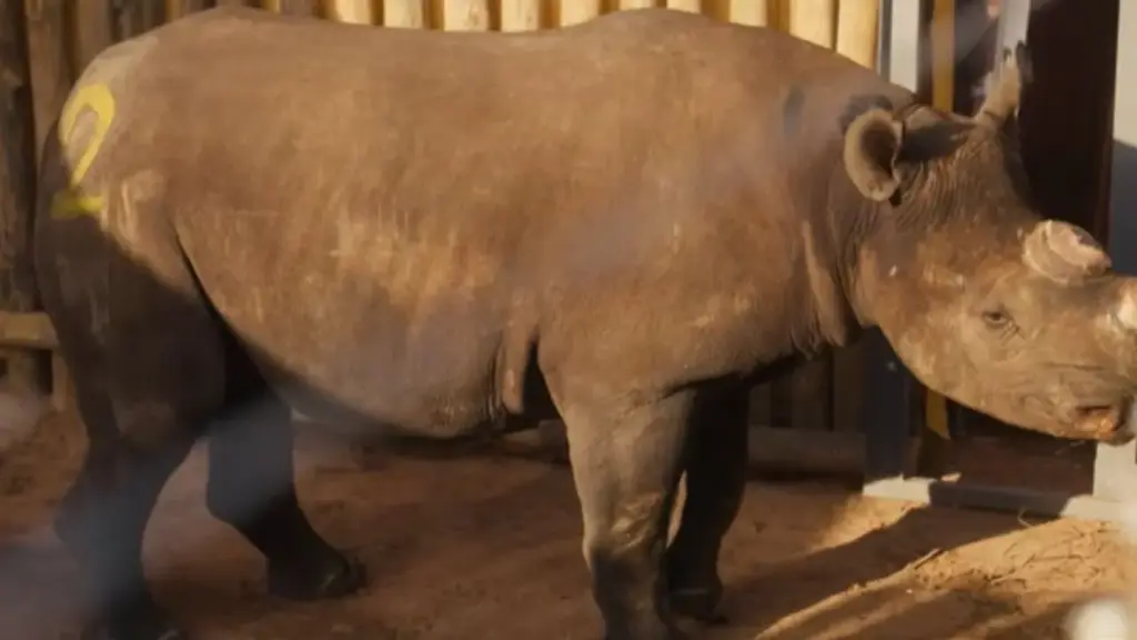 Rinocerontes-negros desaparecem de parque onde viviam há milênios após décadas de caça furtiva, deixam Matusadona sem nenhum exemplar em 2016 e protagonizam reviravolta dez anos depois: 17 animais retornam ao território ancestral, descendentes de linhagens locais e monitorados com rastreadores