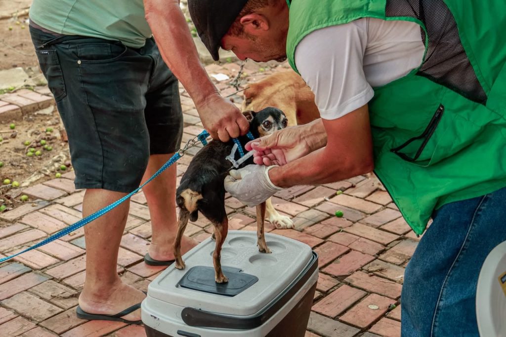 Mais de 550 animais são vacinados ação da prefeitura em Rio Branco Mais de 550 animais são vacinados ação da prefeitura em Rio Branco