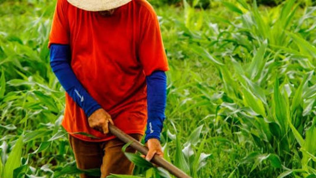 Valor da produção agrícola chega a R$ 927,2 bilhões em 2025, com soja na liderança