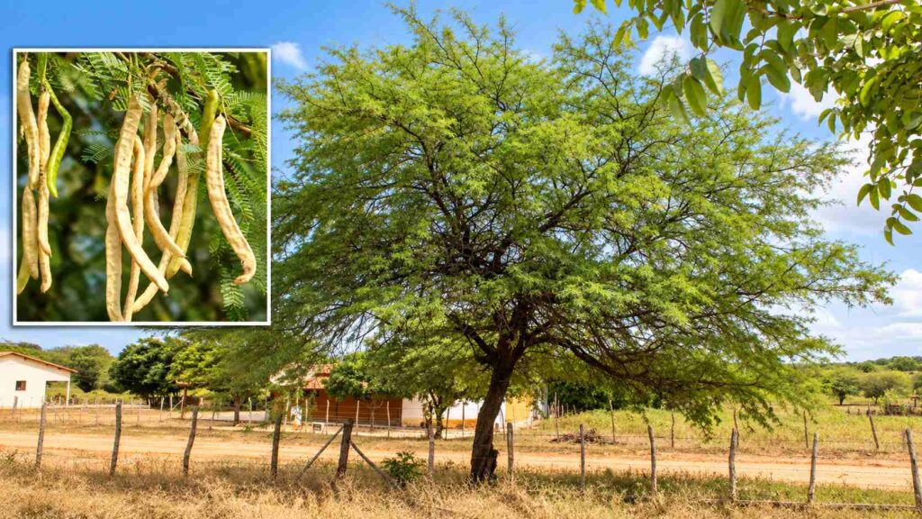 Algaroba: Árvore trazida do Peru desafia a seca do Sertão, mantém a copa verde e carregada de vagens, mas avança sobre a Caatinga e sufoca plantas nativas Algaroba: Árvore trazida do Peru desafia a seca do Sertão, mantém a copa verde e carregada de vagens, mas avança sobre a Caatinga e sufoca plantas nativas