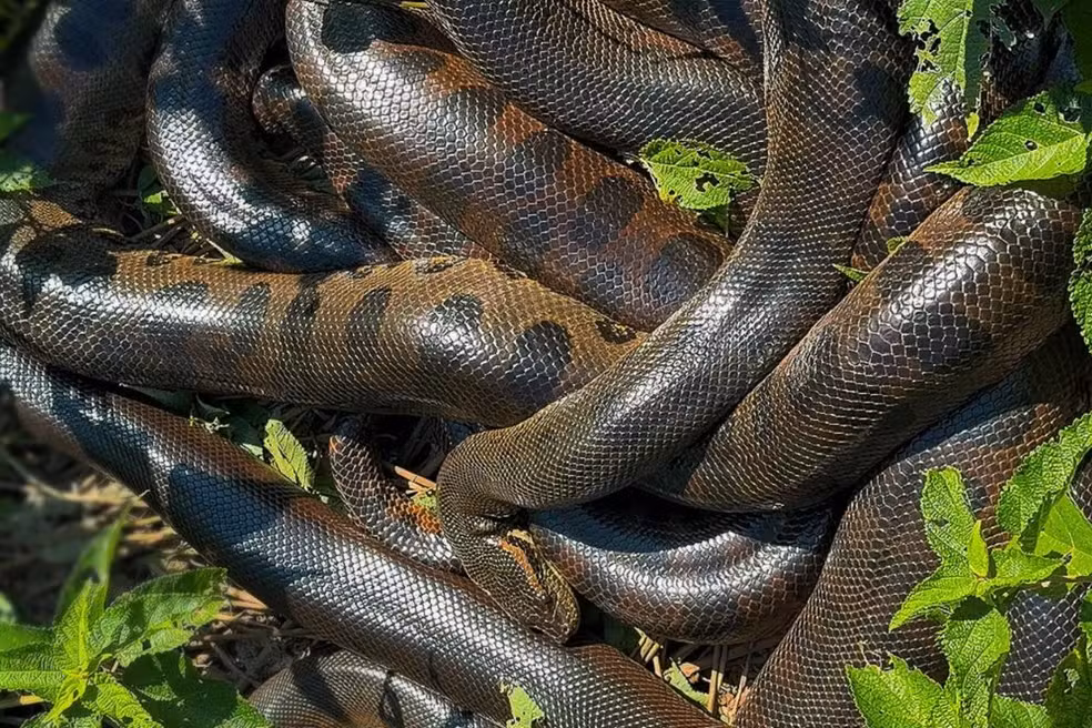 ‘Bolo de sucuris’: turistas registram acasalamento de serpentes em rio de Mato Grosso do Sul; veja vídeo ‘Bolo de sucuris’: turistas registram acasalamento de serpentes em rio de Mato Grosso do Sul; veja vídeo