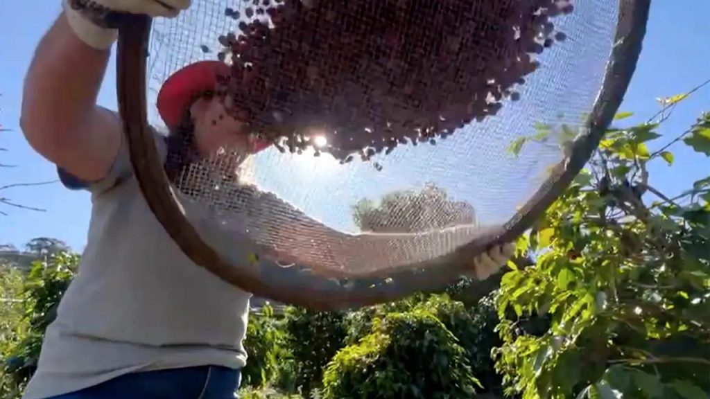 Safra de café de 2026 pode chegar a 67,6 milhões de sacas, e a Conab prevê a maior produção de sua série histórica após colher 99% da área