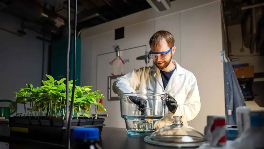 Cientistas fazem tabaco e alface produzirem proteína semelhante à da carne para deixar alimentos vegetais mais próximos da carne de verdade