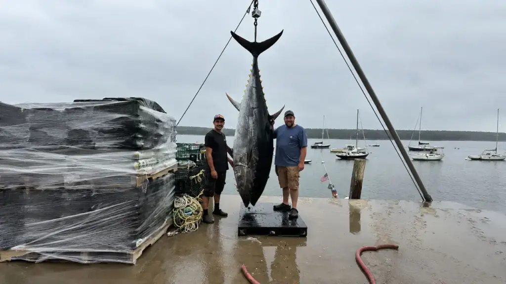 Com 350 kg e mais de 2,7 metros, pescadores fisgam atum-rabilho gigante no Maine (EUA) e passam mais de duas horas para trazê-lo até o barco