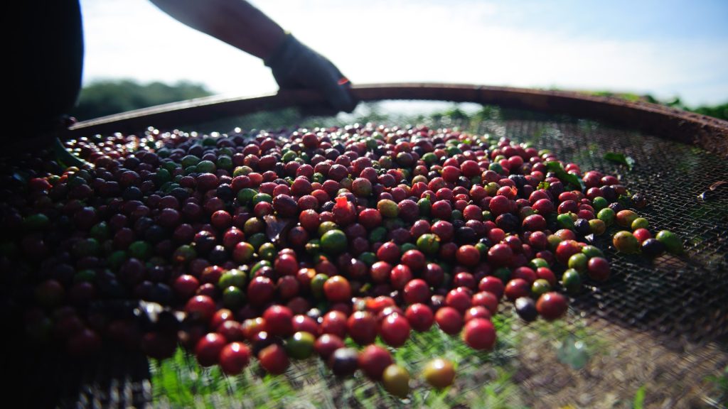 Conab estima safra de café recorde de 67,6 milhões de sacas em 2026, 4,5 milhões acima da marca de 2020, puxada pelo “ano de alta” do café arábica e por Minas Gerais, que colhe mais da metade Conab estima safra de café recorde de 67,6 milhões de sacas em 2026, 4,5 milhões acima da marca de 2020, puxada pelo “ano de alta” do café arábica e por Minas Gerais, que colhe mais da metade
