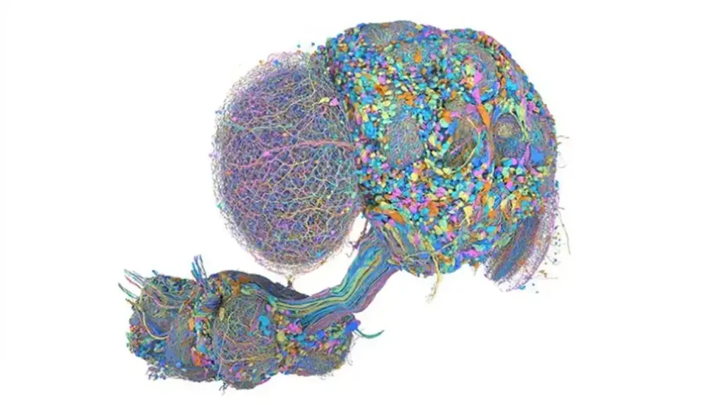 Cientistas mapeiam 124 milhões de conexões no sistema nervoso de uma mosca macho e descobrem que 95% das células também existem na fêmea