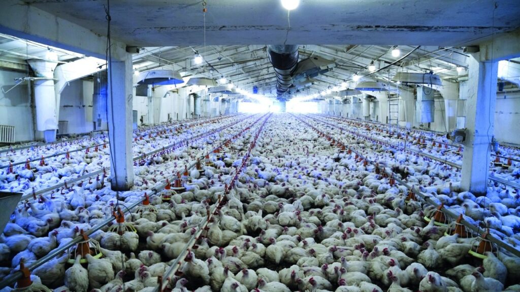 Criador que engorda frango e suíno viu o custo de produção subir em agosto nos principais estados produtores, calcula a Embrapa, e entra na safra de 366,6 milhões de toneladas de grãos pagando mais caro pela ração