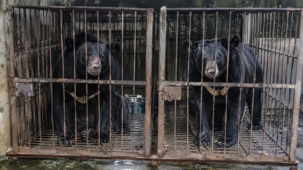 Depois de mais de 21 anos presos em gaiolas minúsculas dentro de um cômodo escuro e coberto por teias, dois ursos são encontrados abaixo do peso e debilitados em fazenda de bile no Vietnã e finalmente seguem para um santuário