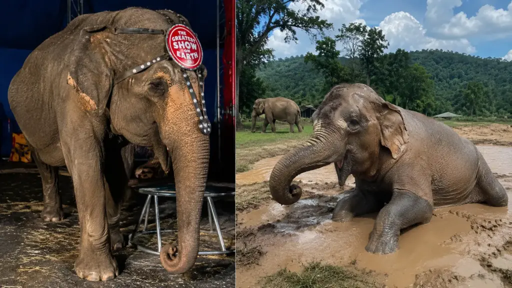 Capturada ainda filhote na África, elefanta passa 29 anos presa à rotina de um circo, atravessa décadas viajando de apresentação em apresentação e, depois de ser retirada pelas autoridades, chega a um santuário de mais de 3 mil acres, onde finalmente volta a sentir a lama, derrubar árvores e conviver com outros elefantes como nunca pôde antes