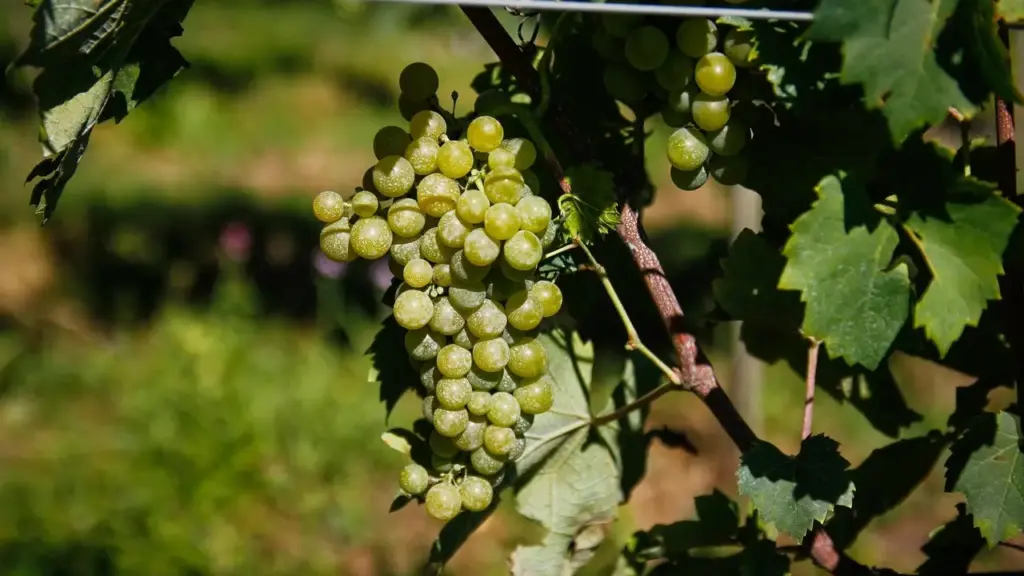 Vinícolas poderão inscrever amostras na segunda seleção nacional de vinhos da uva BRS Lorena a partir de terça-feira (8) Vinícolas poderão inscrever amostras na segunda seleção nacional de vinhos da uva BRS Lorena a partir de terça-feira (8)