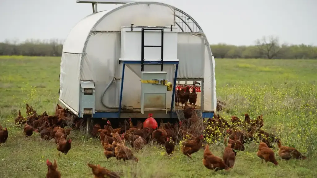 Fazendeiros soltam centenas de galinhas para seguir o gado, espalhar esterco, devorar insetos e espalhar adubo naturalmente pelo pasto de uma fazenda no Texas Fazendeiros soltam centenas de galinhas para seguir o gado, espalhar esterco, devorar insetos e espalhar adubo naturalmente pelo pasto de uma fazenda no Texas