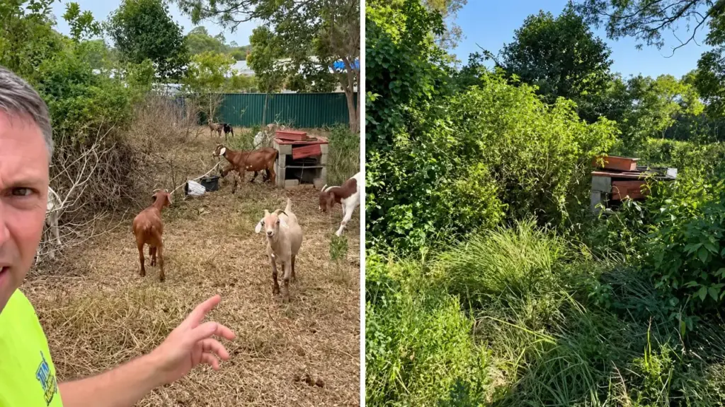 Empresário começou com 4 cabras durante a pandemia, transformou rebanho em “equipe de limpeza” e hoje 45 animais são alugados para devorar ervas invasoras e reduzir risco de incêndios na Austrália Empresário começou com 4 cabras durante a pandemia, transformou rebanho em “equipe de limpeza” e hoje 45 animais são alugados para devorar ervas invasoras e reduzir risco de incêndios na Austrália