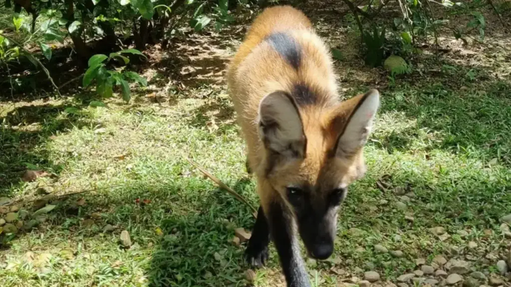 Família acha que adotou um cachorro perdido, cuida dele por 4 meses e descobre que era um filhote de lobo-guará ameaçado de extinção