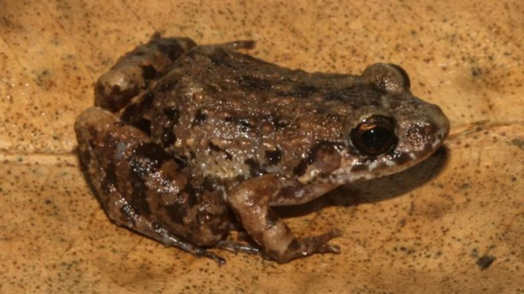 Nova espécie de rã descoberta na Amazônia vive onde cientistas não esperavam encontrar animais de seu gênero