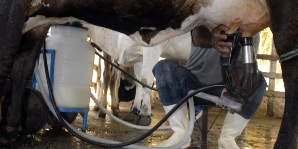 Produção de leite bate recorde mesmo com redução de vacas ordenhadas Produção de leite bate recorde mesmo com redução de vacas ordenhadas