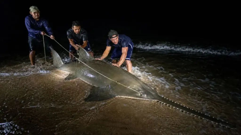 Amigos fisgam peixe-serra de 3,35 metros e cerca de 227 kg no sul da Flórida, passam mais de duas horas tentando controlar o animal durante a madrugada, conseguem levá-lo até a costa, registram o encontro raro em vídeo e o devolvem vivo à água