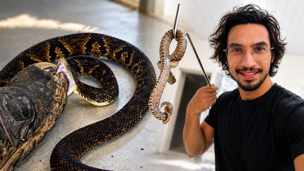 Pesquisador brasileiro provoca cobras cerca de 40 mil vezes, sofre quatro picadas e ganha Ig Nobel de Biologia Pesquisador brasileiro provoca cobras cerca de 40 mil vezes, sofre quatro picadas e ganha Ig Nobel de Biologia