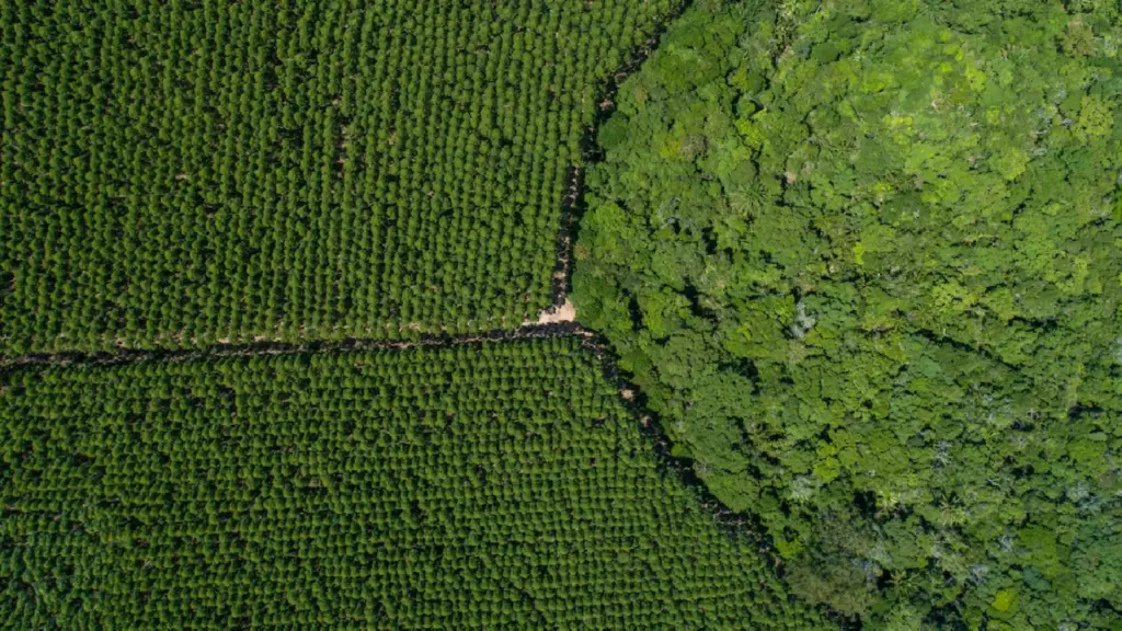 Essa plantação de eucalipto é tão colossal que supera nove cidades de São Paulo juntas: Suzano mantém cerca de 1,47 milhão de hectares destinados às árvores e planta centenas de milhões de mudas por ano Essa plantação de eucalipto é tão colossal que supera nove cidades de São Paulo juntas: Suzano mantém cerca de 1,47 milhão de hectares destinados às árvores e planta centenas de milhões de mudas por ano