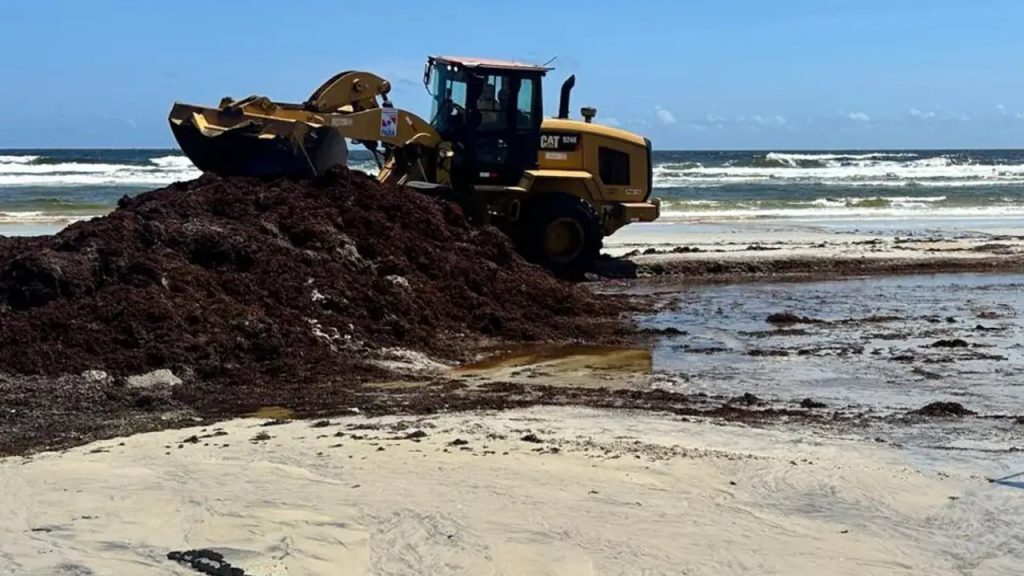 Salinópolis, no Pará, recebeu 42,8 mil toneladas de sargaço em 2025, o maior volume estimado entre 51 registros de encalhe da alga na costa brasileira de 2010 a 2025, com efeito na pesca e no turismo, segundo estudo publicado em 2026