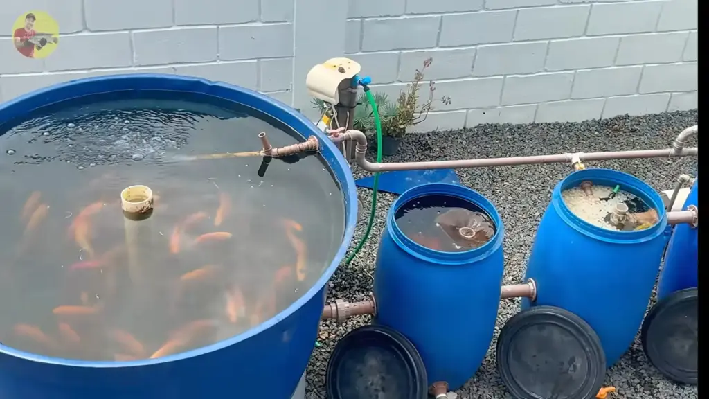 Homem transforma caixa d’água de 1.000 litros em criação de tilápias de até 2 kg, retira quase 7 kg de peixe de uma só vez, reduz gasto com ração em até 30% e ainda colhe alfaces em 30 dias no mesmo quintal Homem transforma caixa d’água de 1.000 litros em criação de tilápias de até 2 kg, retira quase 7 kg de peixe de uma só vez, reduz gasto com ração em até 30% e ainda colhe alfaces em 30 dias no mesmo quintal
