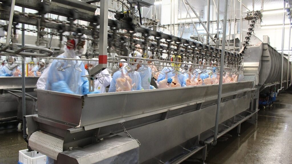 Trabalhadora de frigorífico que desossava frango em câmara fria sem a pausa de 20 minutos ganha adicional de insalubridade no TST mesmo com a empresa provando que entregou todo o EPI Trabalhadora de frigorífico que desossava frango em câmara fria sem a pausa de 20 minutos ganha adicional de insalubridade no TST mesmo com a empresa provando que entregou todo o EPI