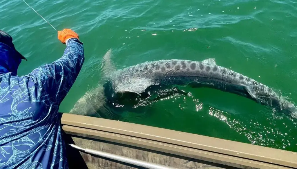 Pescadores fisgam tubarão-tigre de quase 3,6 metros e estimados 408 kg na Flórida, lutam por cerca de sete horas até conseguir trazê-lo à praia, precisam se revezar cinco ou seis vezes, amarram uma corda na cauda e conseguem devolvê-lo vivo ao oceano
