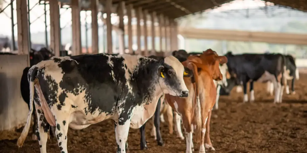UE suspende carnes do Brasil; entenda impacto e próximos passos UE suspende carnes do Brasil; entenda impacto e próximos passos