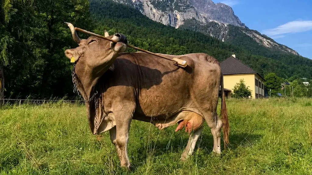 Uma vaca chamada Veronika aprendeu sozinha a usar uma vassoura para se coçar; ela segura o objeto com os dentes, reposiciona com a língua e escolhe entre as cerdas e o cabo conforme a parte do corpo, surpreendendo cientistas Uma vaca chamada Veronika aprendeu sozinha a usar uma vassoura para se coçar; ela segura o objeto com os dentes, reposiciona com a língua e escolhe entre as cerdas e o cabo conforme a parte do corpo, surpreendendo cientistas