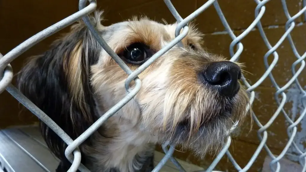 Veterinário pede ração em vez de presente de aniversário pelo sétimo ano seguido, junta 760 quilos, bate o próprio recorde e agora mira uma tonelada
