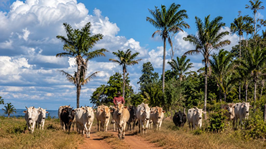 Brasil chegou a 234,3 milhões de bovinos e 1,6 bilhão de galináceos em 2025, passou de 1 boi por brasileiro e tem cidade com 370 poedeiras por morador Brasil chegou a 234,3 milhões de bovinos e 1,6 bilhão de galináceos em 2025, passou de 1 boi por brasileiro e tem cidade com 370 poedeiras por morador