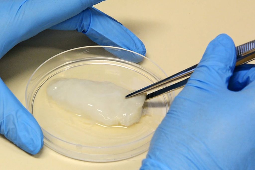 Brasileiros criam carne de frango em laboratório usando células vivas e uma estrutura produzida por bactérias