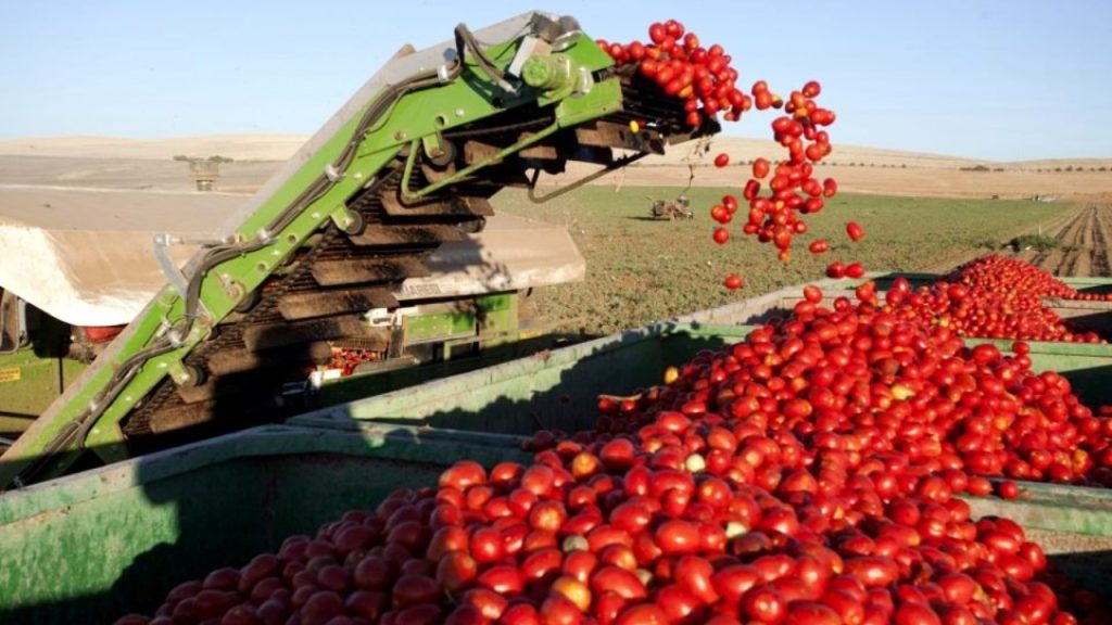 Nova regra muda o plantio de tomate para indústria no Brasil, cria faixas de risco de até 40% e pode interferir no acesso dos produtores a crédito rural, seguro e Proagro