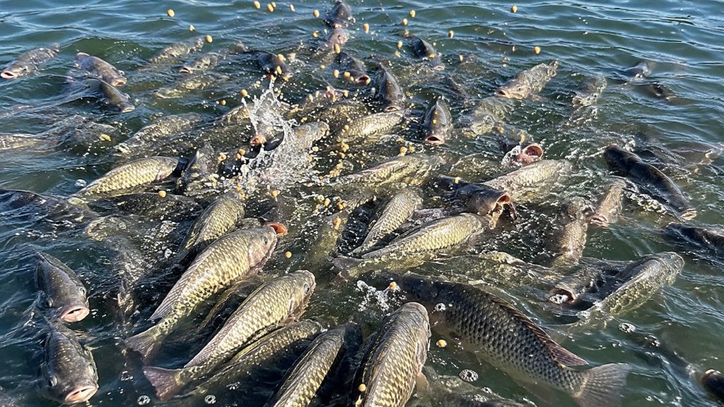 Brasil supera 1 milhão de toneladas de peixes de cultivo em 2025, ocupa a quarta posição mundial na produção de tilápia e aposta na exportação de filés congelados para conquistar novos mercados internacionais