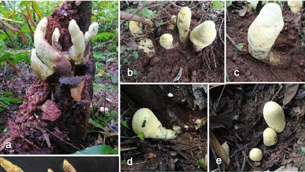 Fungo de 50 centímetros e mais de dois quilos é identificado; apelidado de D-Rex, ele pertence a uma nova família revelada por estudo com análise de material genético Fungo de 50 centímetros e mais de dois quilos é identificado; apelidado de D-Rex, ele pertence a uma nova família revelada por estudo com análise de material genético