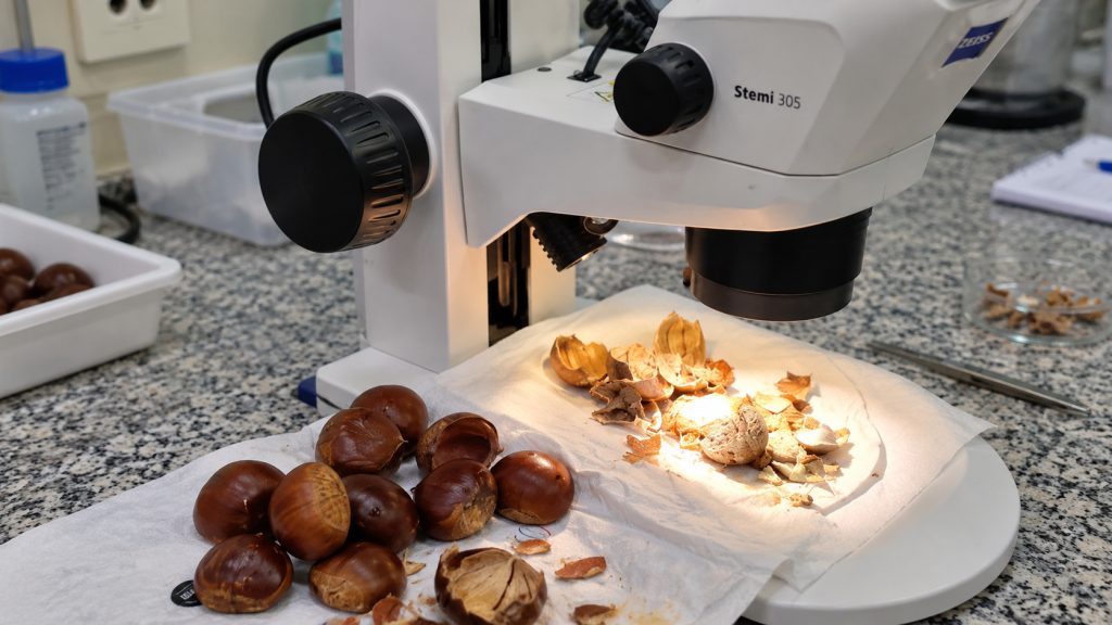 Carga de 900 quilos de castanha vinda da Itália é interceptada em Guarulhos após fiscais descobrirem praga ausente do Brasil que pode provocar perdas agrícolas e prejuízos aos produtores