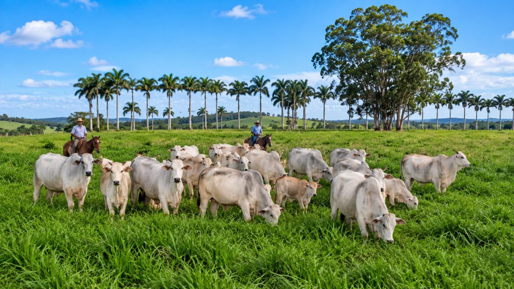 Com quase 14 bois e vacas para cada morador, cidade do Espírito Santo lidera ranking do IBGE que revela 34 municípios onde o rebanho bovino supera a população e surpreende pelos números
