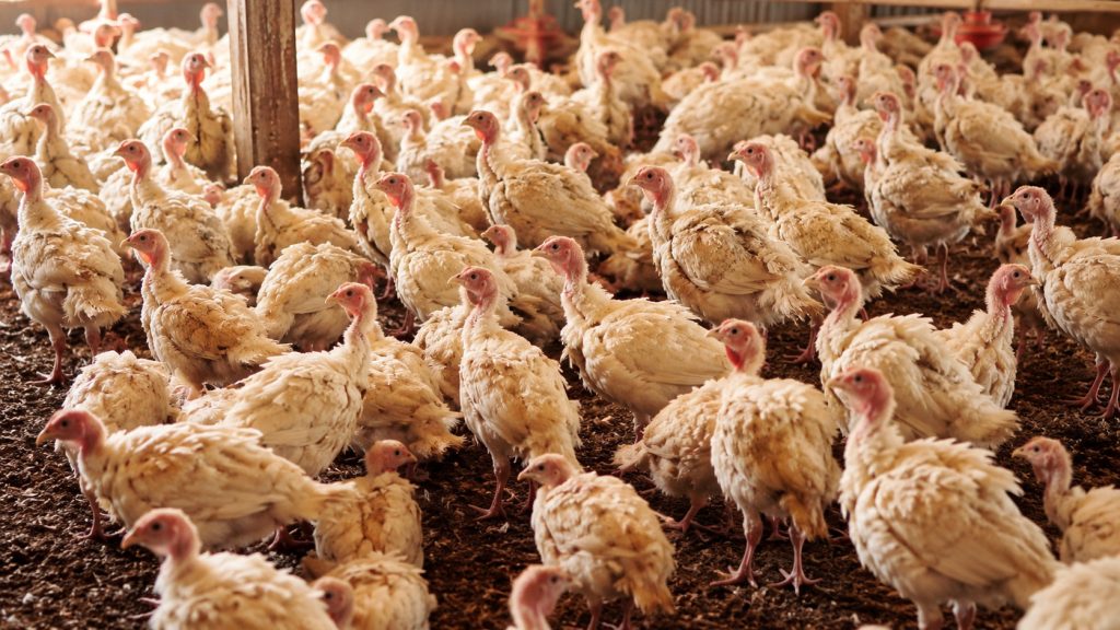 Ministério da Agricultura confirma doença de Newcastle em granja com 6 mil perus em Santa Catarina, interdita propriedade e coloca 133 granjas sob vigilância sanitária após detecção do vírus Ministério da Agricultura confirma doença de Newcastle em granja com 6 mil perus em Santa Catarina, interdita propriedade e coloca 133 granjas sob vigilância sanitária após detecção do vírus