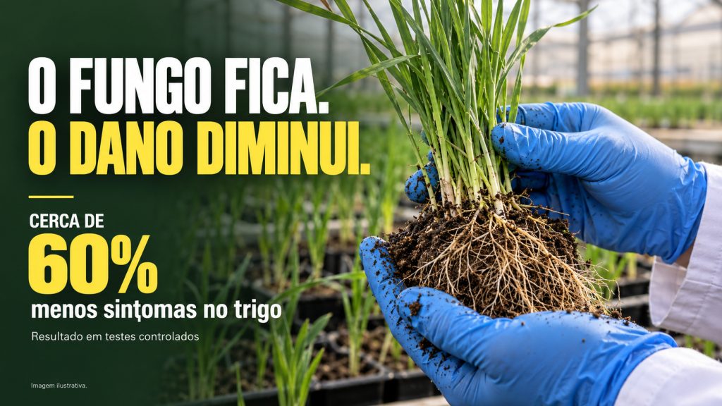 O fungo continua ali, mas o trigo sofre menos: Embrapa e USP mostram como bactérias reduzem sintomas em cerca de 60% e revelam a proteção que começa onde poucos costumam olhar: no solo junto às raízes