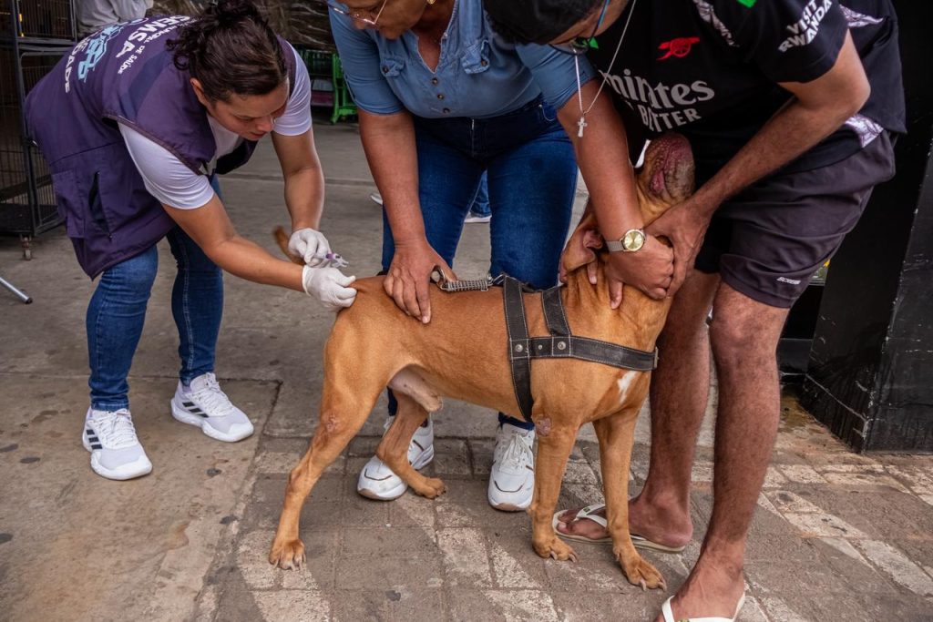 Prefeitura de Rio Branco realiza vacinação antirrábica nesta sexta e sábado no Conjunto Tucumã Prefeitura de Rio Branco realiza vacinação antirrábica nesta sexta e sábado no Conjunto Tucumã