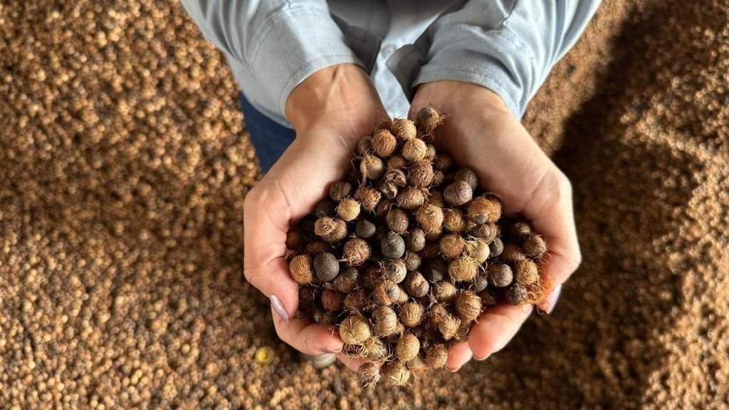 Comunidades que recolhem o caroço jogado fora pelas batedeiras de açaí do Pará sustentam hoje parte das caldeiras da Alunorte, refinaria de alumina da Hydro que consumiu 104,6 mil toneladas do resíduo em 2025, mais de quatro vezes o volume de 2023