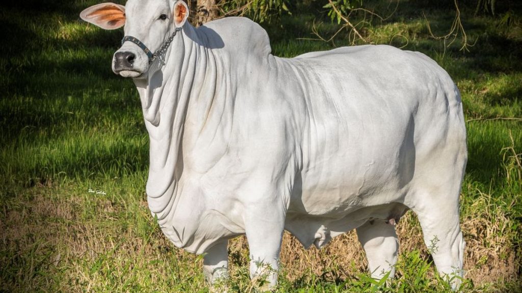 Pecuária em alta no Nordeste impulsiona investimentos em genética e leva Agro FTI a realizar evento em Pernambuco com leilões de animais Nelore e Sindi e oportunidades para criadores Pecuária em alta no Nordeste impulsiona investimentos em genética e leva Agro FTI a realizar evento em Pernambuco com leilões de animais Nelore e Sindi e oportunidades para criadores