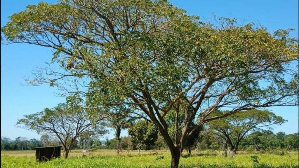 Embrapa coloca árvore nativa e eucalipto à prova por seis anos e encontra no solo uma diferença que pode mudar a escolha de espécies nas pastagens brasileiras, com efeitos que chegam a cinco metros do tronco