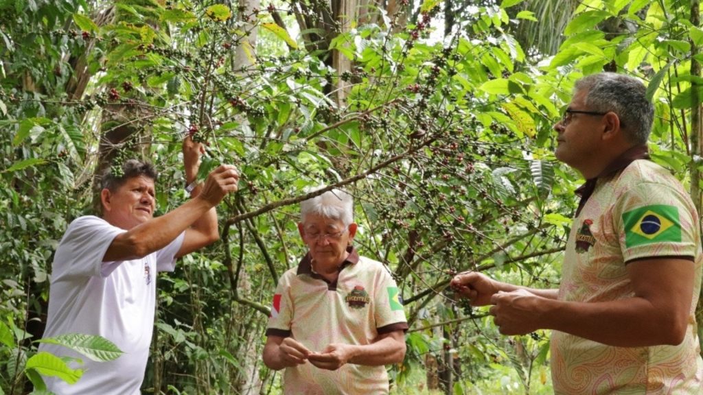 Aos 66 anos, o agricultor Agílio Cordeiro Vieiras soube que o café beirão que a mãe e a avó cuidavam no quintal em Irituia (PA) é Coffea liberica, espécie rara no Brasil identificada pela Embrapa entre 57 cafeeiros de 8 sítios